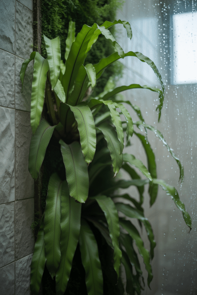 Bird’s nest fern with broad wavy leaves growing on an indoor vertical garden.
