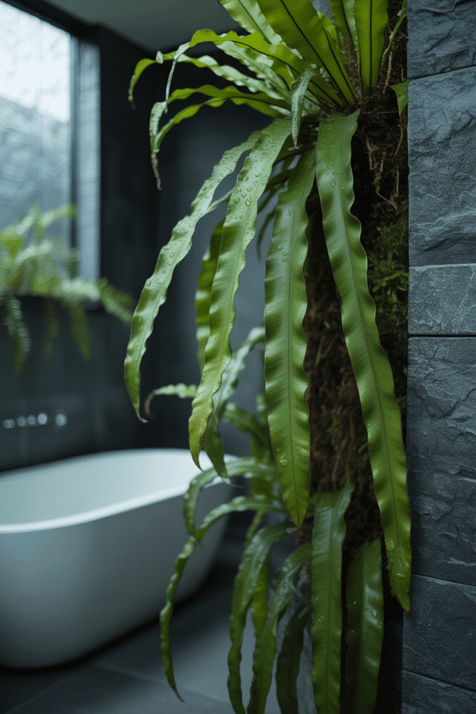 Bird’s nest fern with broad wavy leaves growing on an indoor vertical garden.