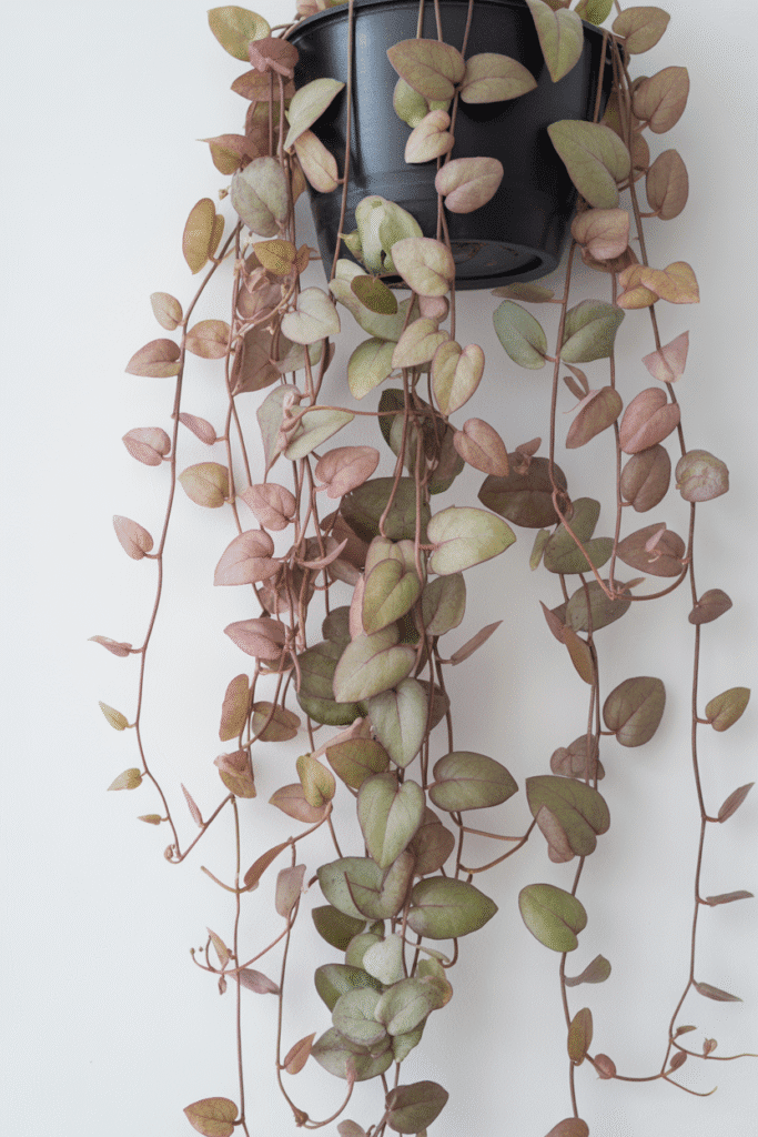 String of hearts vines with delicate heart-shaped leaves hanging from an indoor wall garden.