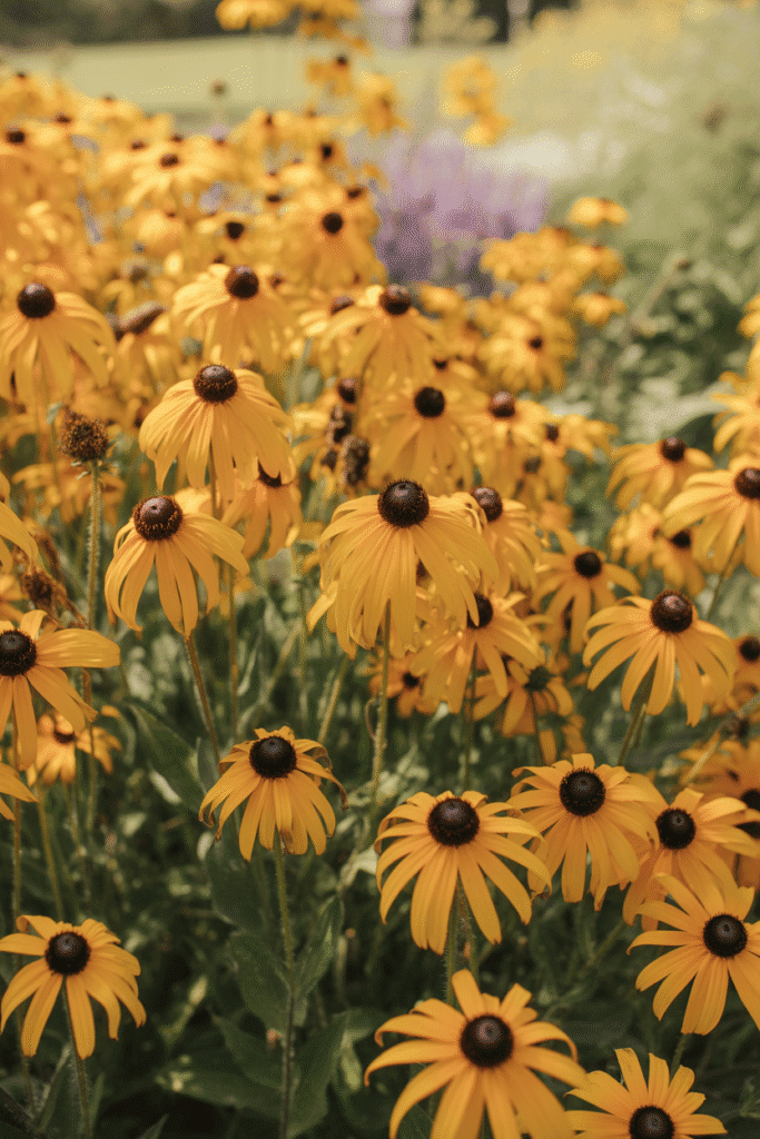 Black-eyed Susans adding cheerful color to a late-season garden.

