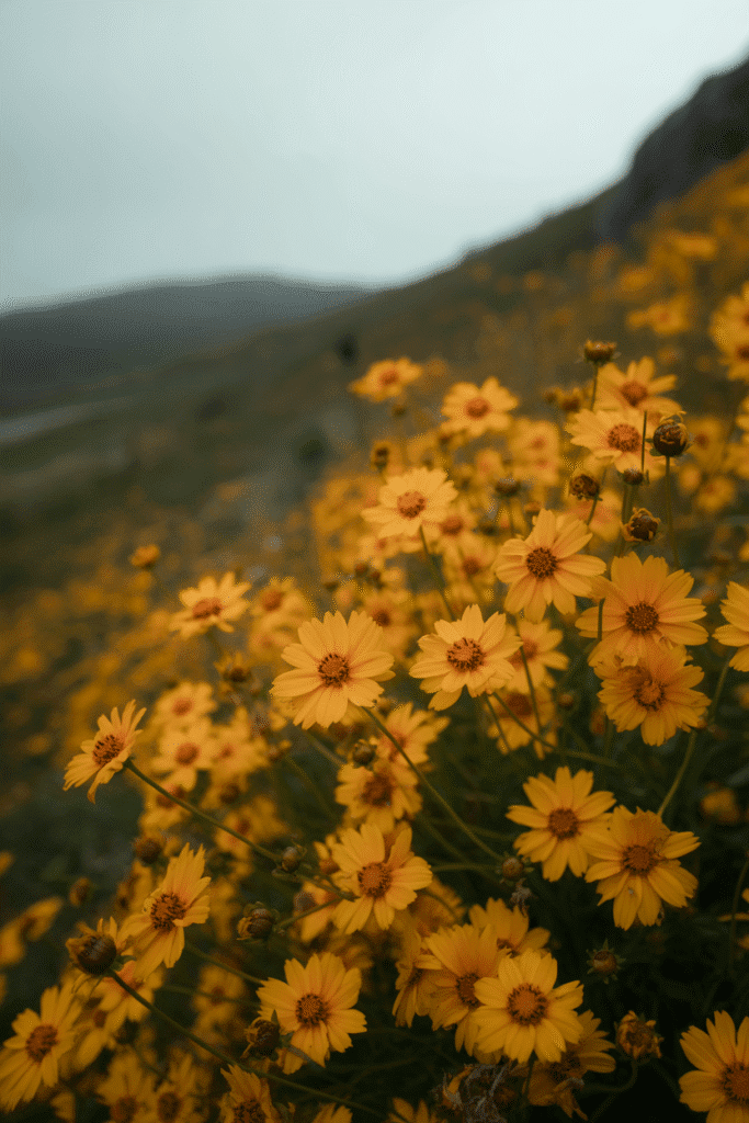 Bright yellow coreopsis blooming into early fall.

