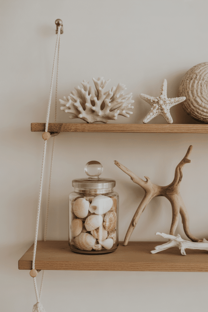 Seashell and coral display in coastal home décor.